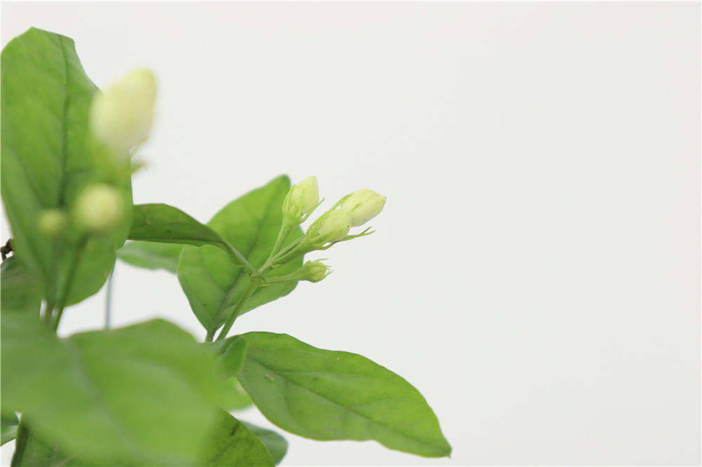 盆栽树怎么浇水 - 专业植物养殖指南