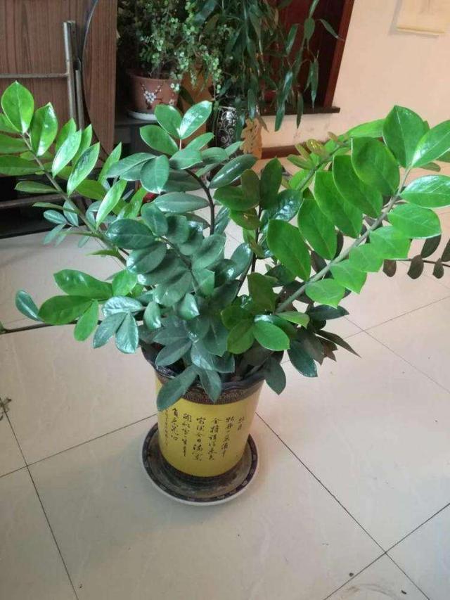 盆栽百合叶子发黄：原因分析与解决方法