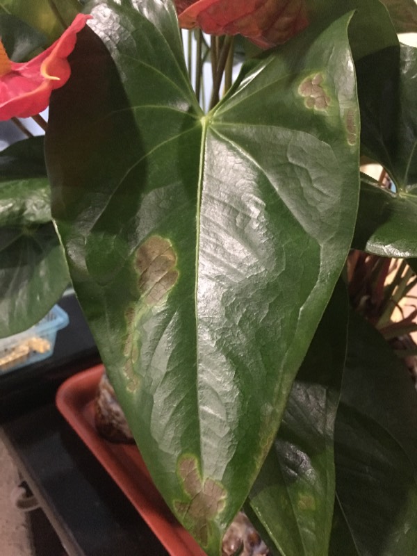 盆栽薰衣草开花：掌握秘诀，让你的薰衣草绽放魅力
