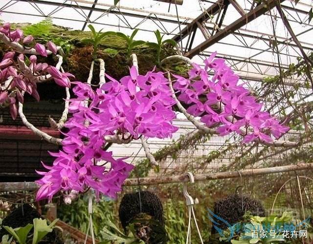 盆栽玫瑰花图片大全：探寻美丽与浪漫的秘密花园