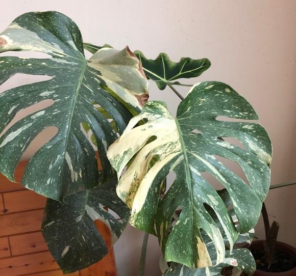 百香果树可以盆栽吗？揭秘种植要点与技巧