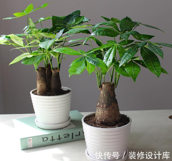 盆栽椰子树图片：室内绿植新宠