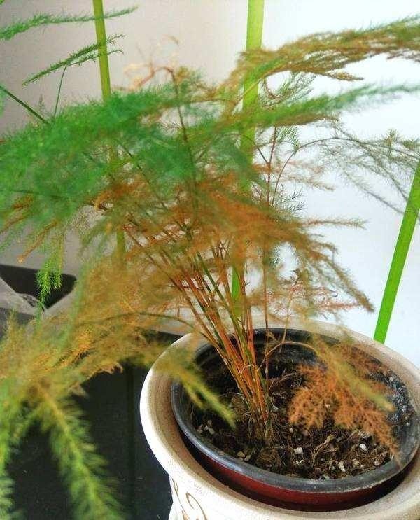 标题：《盆栽石榴种植视频》——轻松掌握石榴盆栽养护技巧