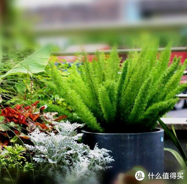 盆栽樱桃的五个方法