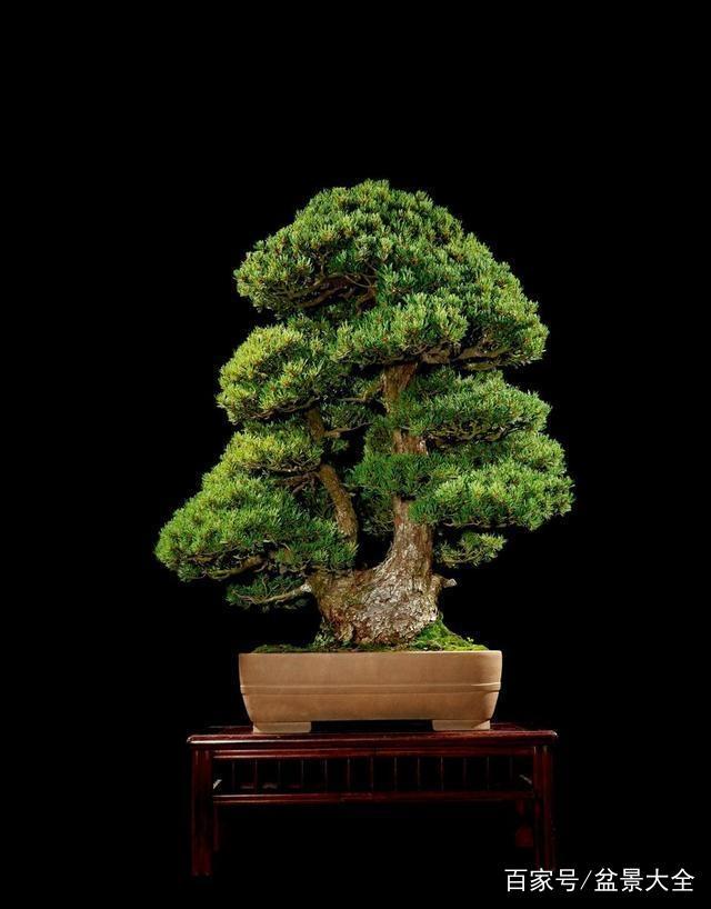 黄花菜盆栽图片大全：领略自然之美
