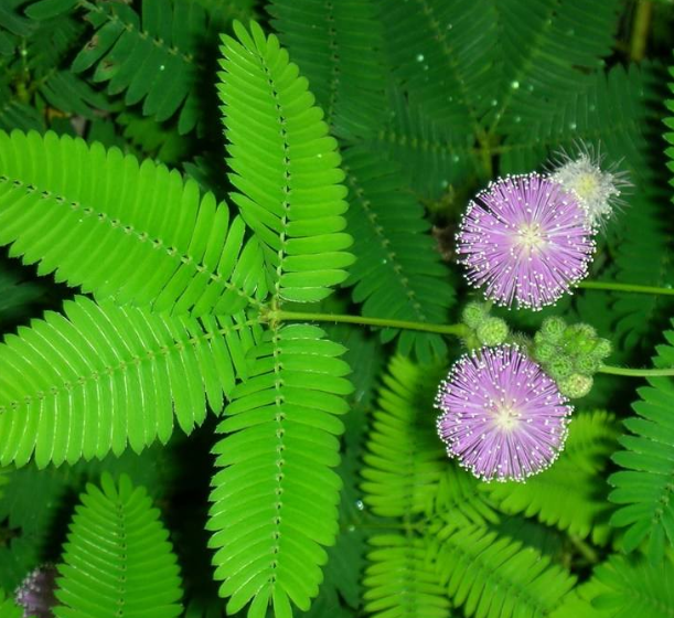 盆栽火龙果的种植方法：掌握关键技巧，轻松养出丰硕果实
