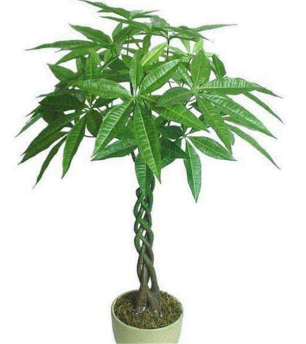 室内盆栽植物图片大全：点亮家居温馨的绿色点缀