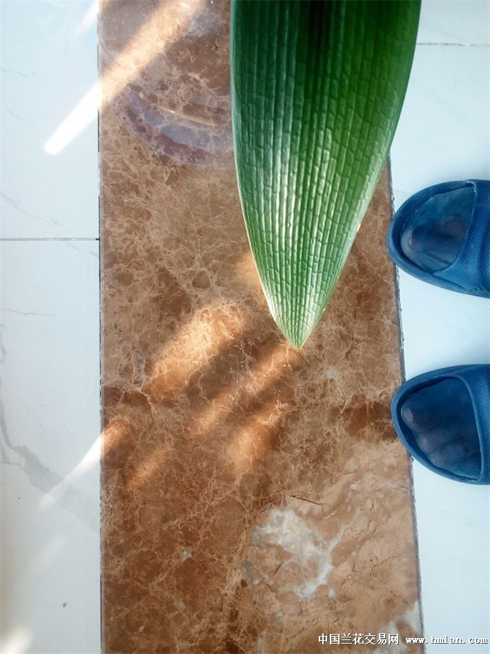 金钱树枝怎样扦插 - 植物养殖园丁指南