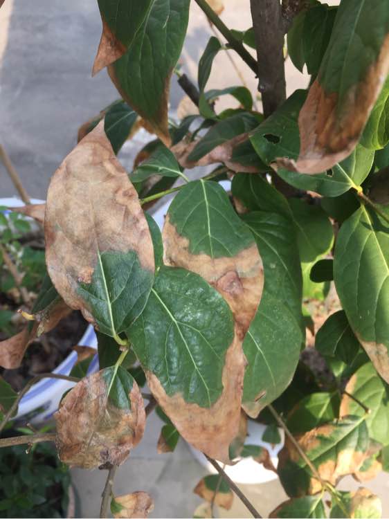 朱蕉扦插方法：简单易学的繁殖技巧