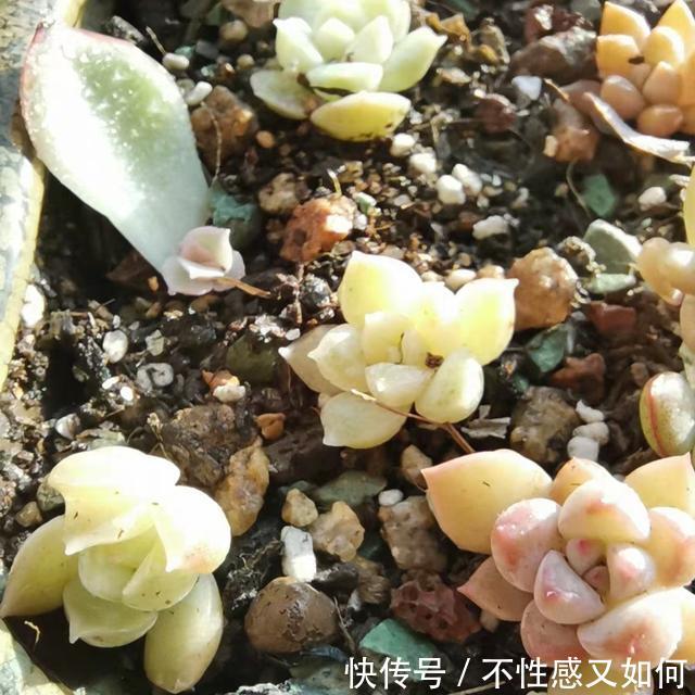 高空扦插是怎么使用：革新植物繁殖技巧揭秘