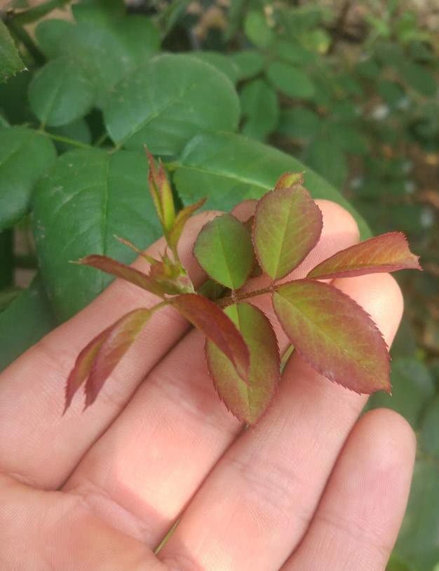 秋海棠叶片扦插：繁殖新植株的简易方法