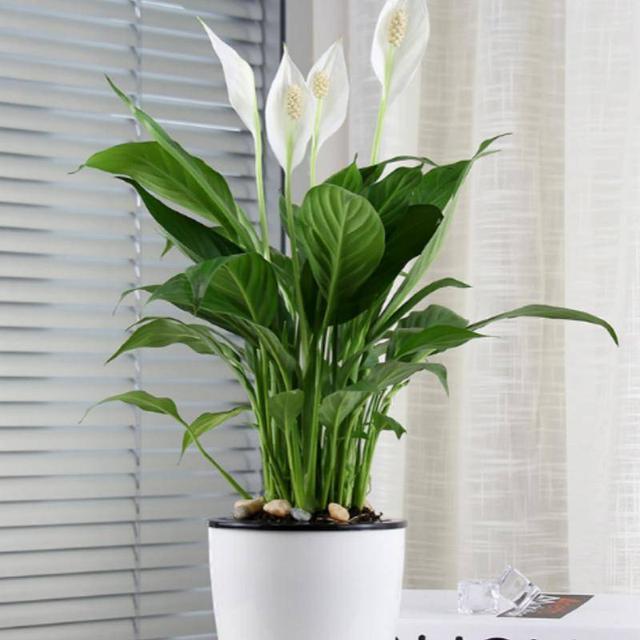 酢浆草如何扦插 - 植物养殖园丁攻略