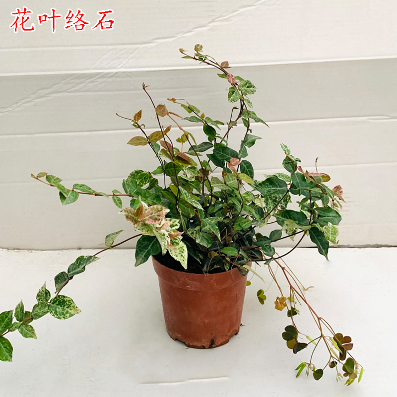 长寿花几月份扦插？掌握最佳时间，养出繁茂长寿花