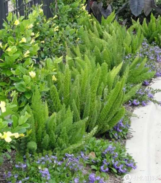 碧玉的叶子扦插：繁殖新植株的详细指南