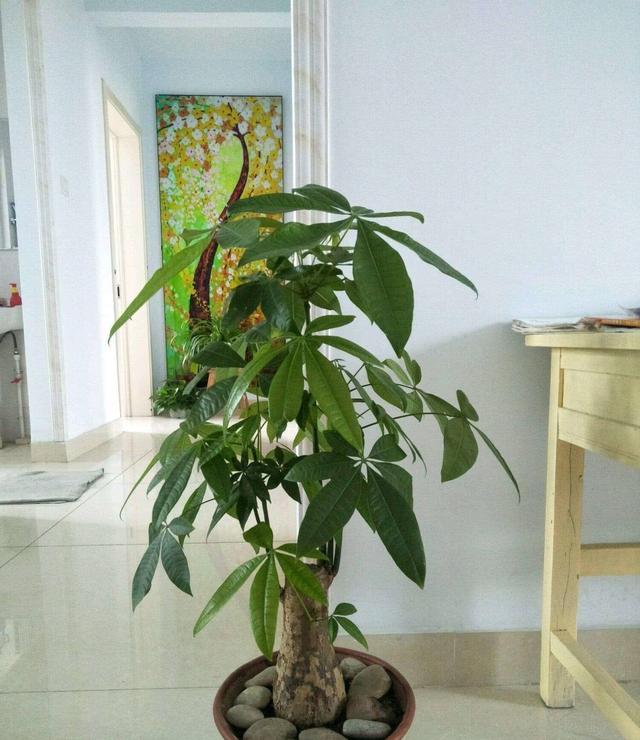 碰碰香扦插：家庭养植新选择