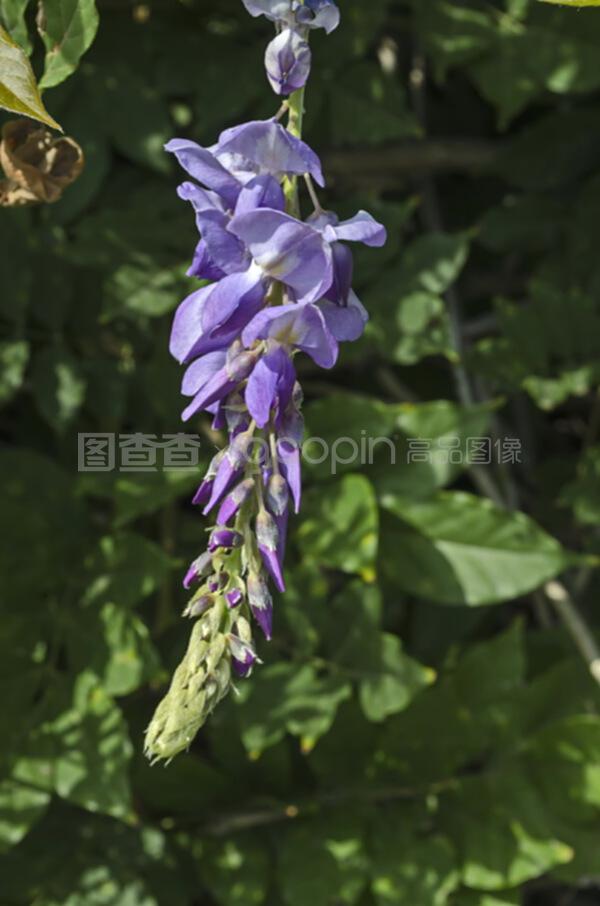 李子树的扦插：繁殖新植株的详细指南