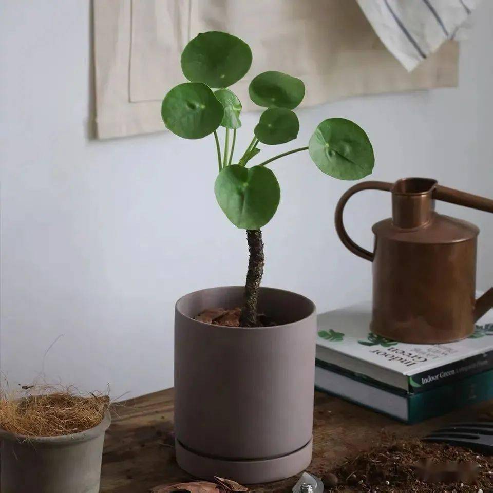柚子扦插种植技术：掌握要点，成功繁殖柚子树