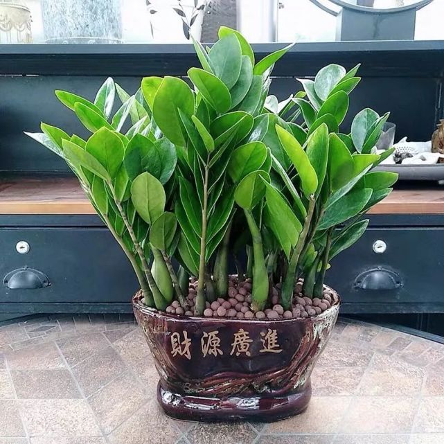 冷水花如何扦插：掌握技巧，繁殖更轻松