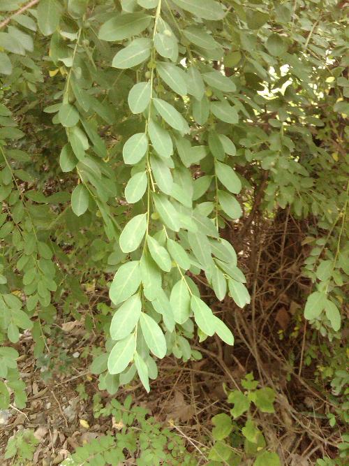 金枝玉叶怎么扦插 - 植物养殖园丁指南