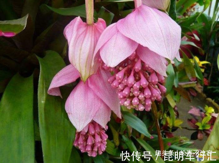 海棠花扦插技术：繁殖新植株的实用指南