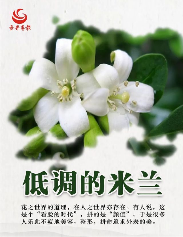 仙客来怎么扦插？专家园丁为您详解
