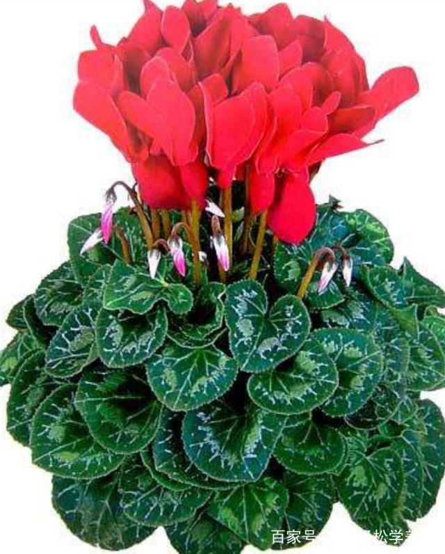 茶花冬季能扦插 - 植物养殖园丁指南