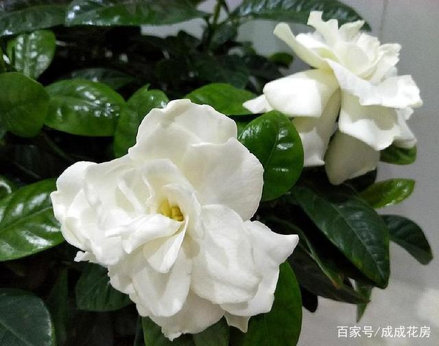 ### 养盆栽植物注意事项 ### 养盆栽植物注意事项