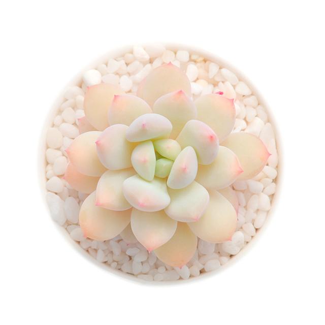 喜阴大型盆栽植物：为您的生活添一抹绿意