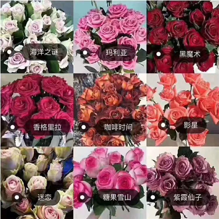### 山竹种子怎么种植盆栽：家庭园艺新选择