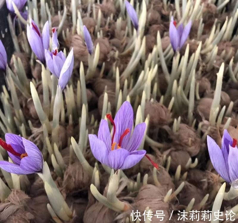茉莉叶片扦插方法：详解繁殖技巧