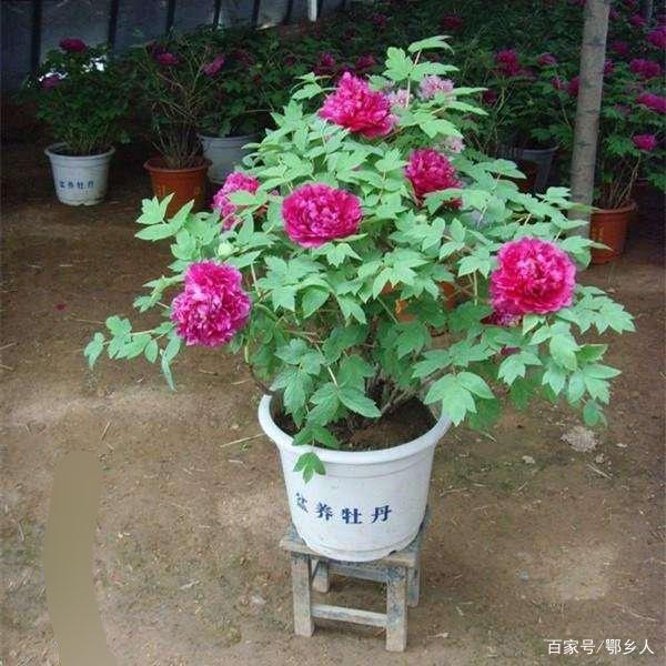 怎样盆栽月季 - 盆栽养护指南