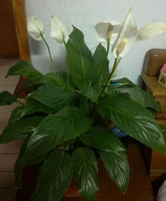 盆栽芦荟用什么土壤？养植专家教你选土秘诀