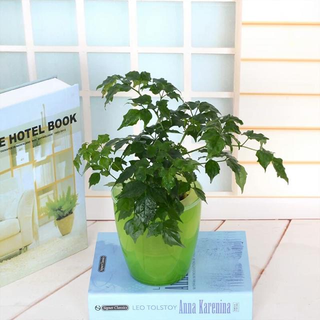 盆栽苹果怎样销售：创意策略与营销指南