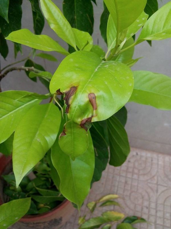 常见盆栽植物图片及名称：打造绿色家居的必备指南