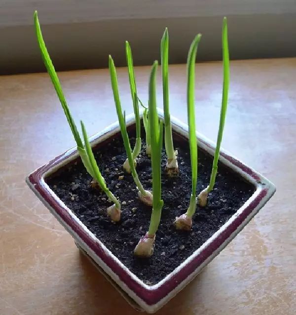 樱花可以盆栽吗？揭秘樱花盆栽养护之道