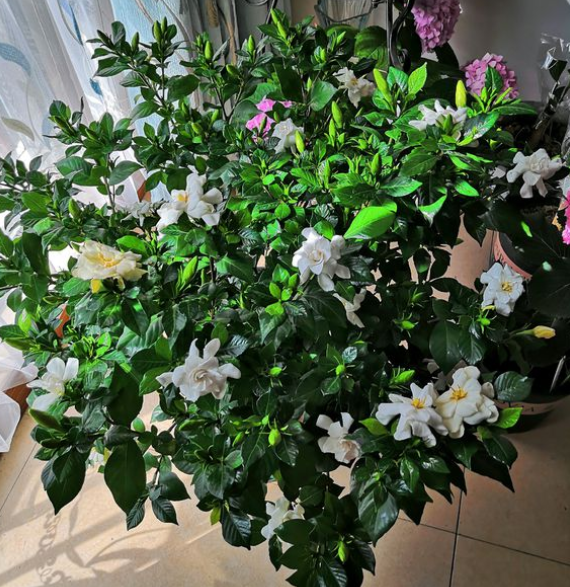盆栽海棠技术：打造家中迷你花园的秘诀