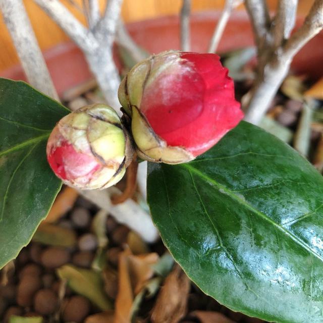 标题：哈密瓜 盆栽——家庭种植新选择
