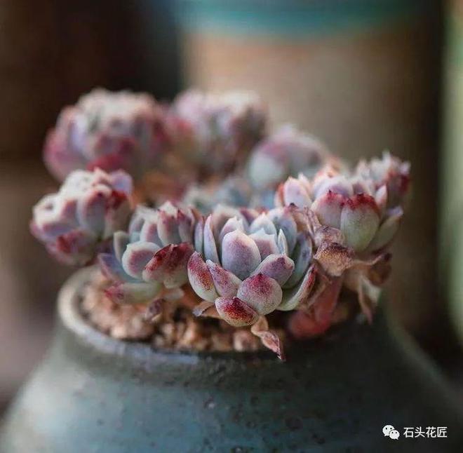 君子兰盆栽用什么土？详解最适合君子兰生长的土壤配方