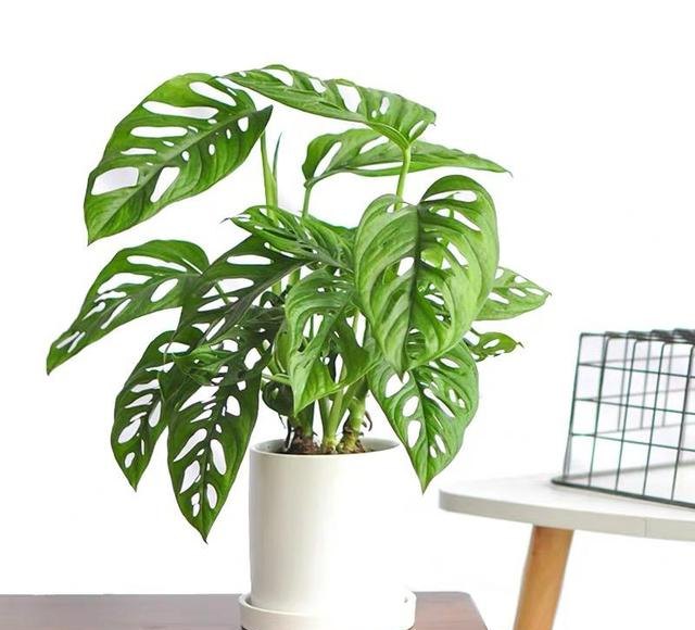 ### 盆栽辣椒种植方法