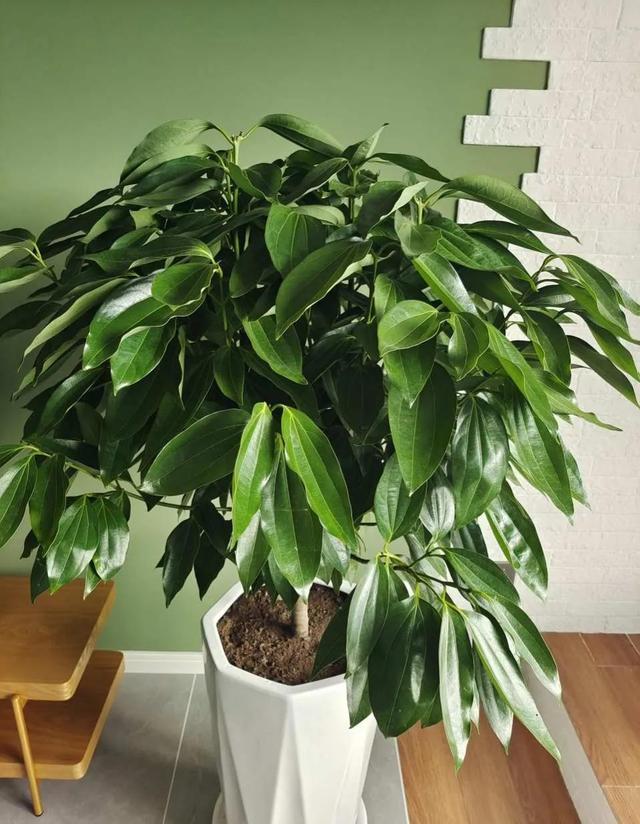 如何种菠萝盆栽：打造家居绿意盎然的小角落
