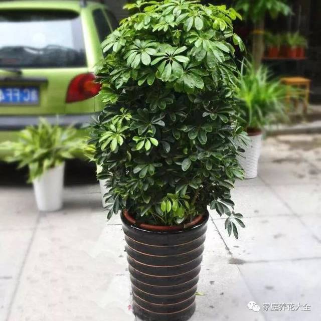 黄果兰怎么扦插 - 植物养殖园丁专业指南