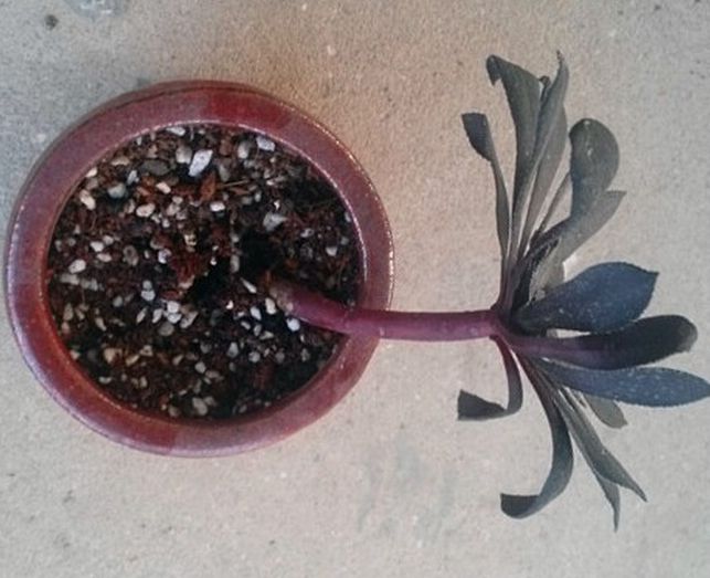 库拉索芦荟扦插：种植技巧与养护指南