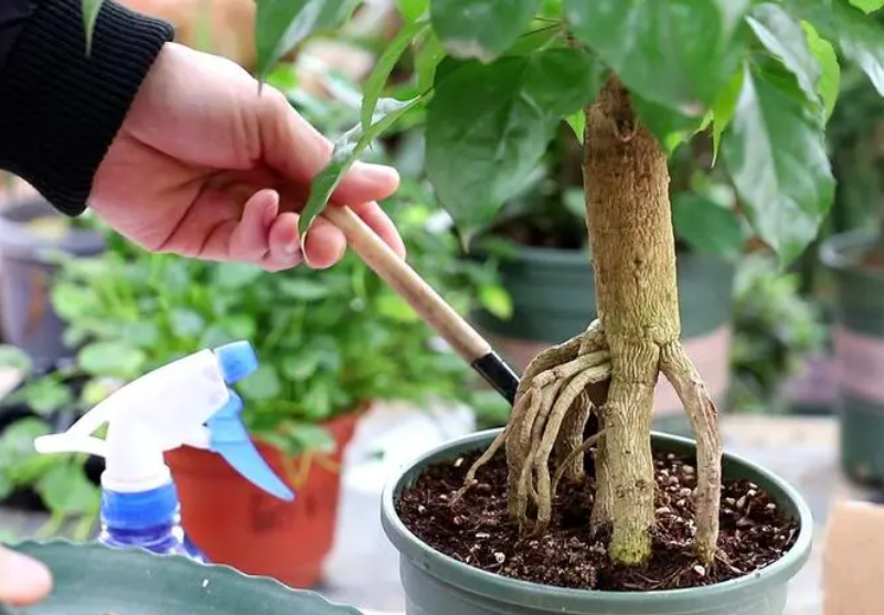 金盏花扦插：繁殖技巧与实践指南