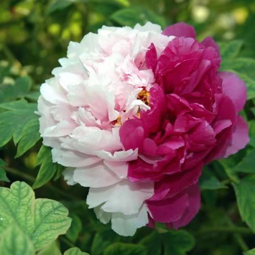 标题：桅树花扦插：繁殖技巧与实践指南
