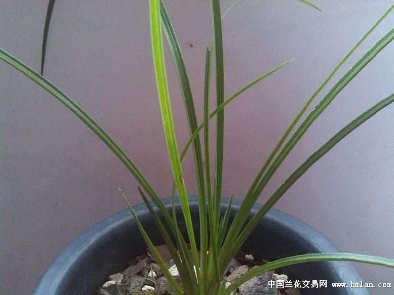 铁树与扦插之美：植物养殖园丁的专业指南