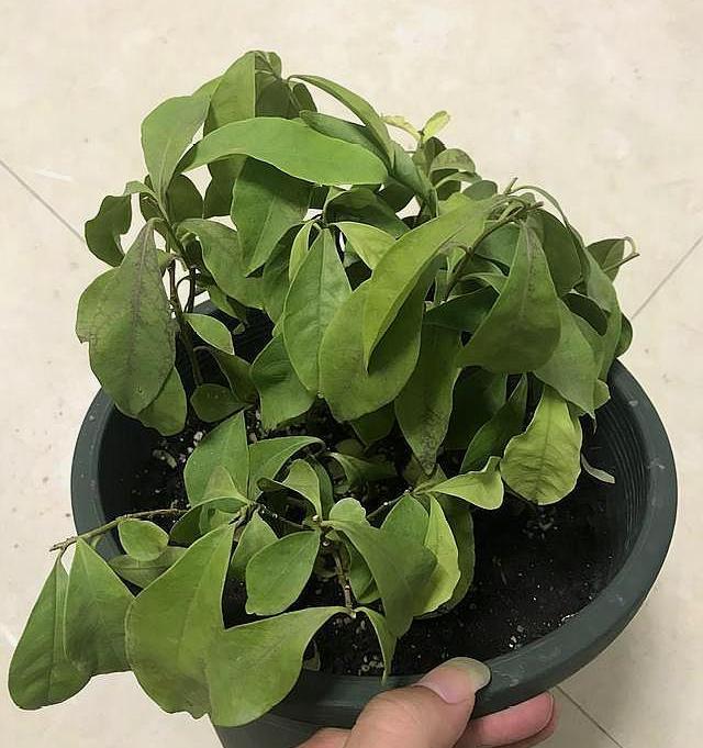 蔷薇枝条扦插：养花爱好者的必备技巧