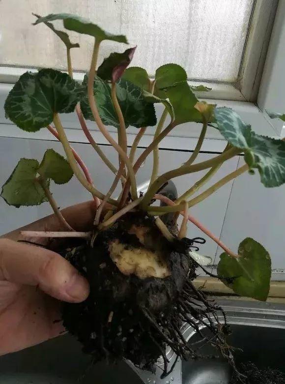 龙血树扦插培植技巧