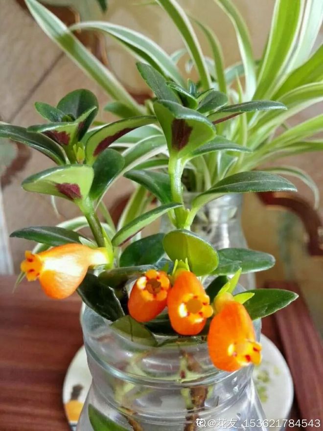 春天扦插月季花：让你的花园绽放新生命