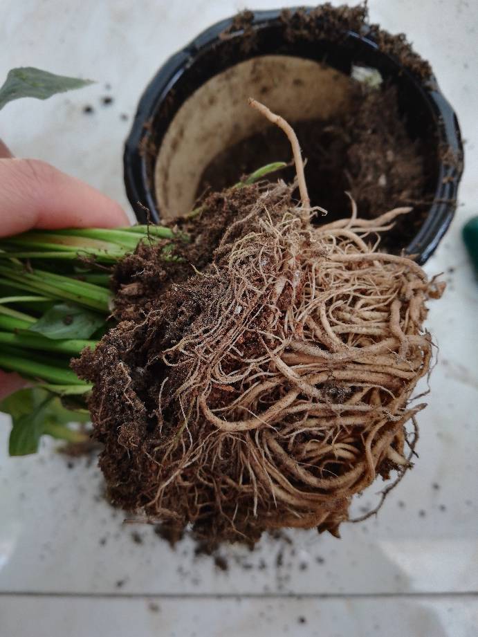 树枝能扦插吗？探索植物繁殖新途径