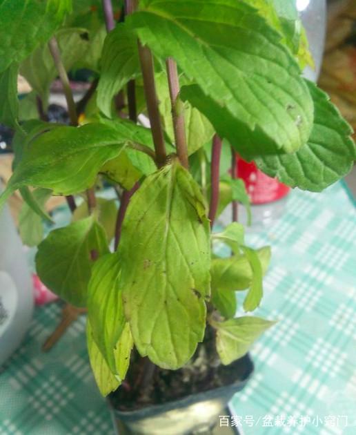 江苏紫苏盆栽：家庭养植的新选择